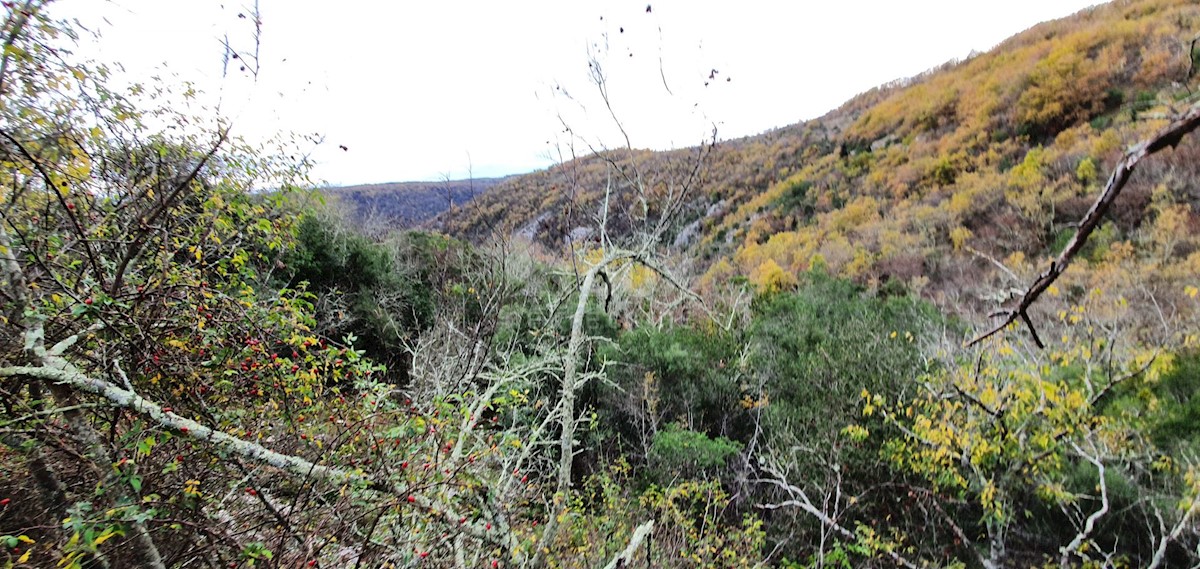 Terreno In vendita - ISTARSKA GROŽNJAN