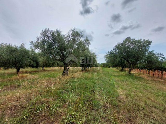 Parcela na predaj 3418 m² – Brtonigla