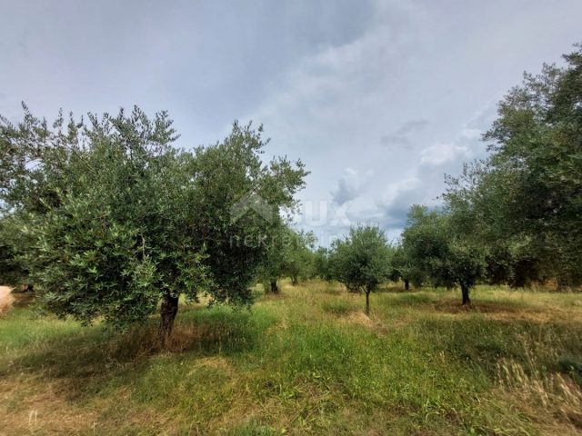 Terreno In vendita - Istarska Brtonigla - foto 2/6