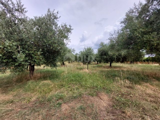 Terreno In vendita - Istarska Brtonigla - foto 3/6