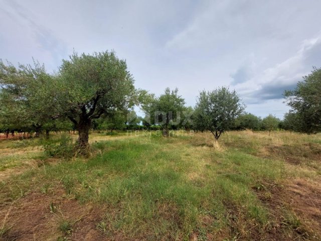 Terreno In vendita - Istarska Brtonigla - foto 5/6