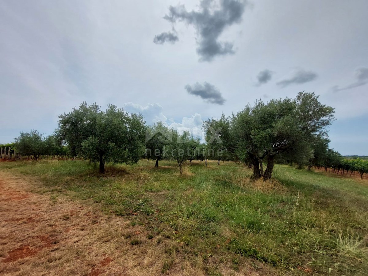 Parcela Naprodaj - ISTARSKA Brtonigla
