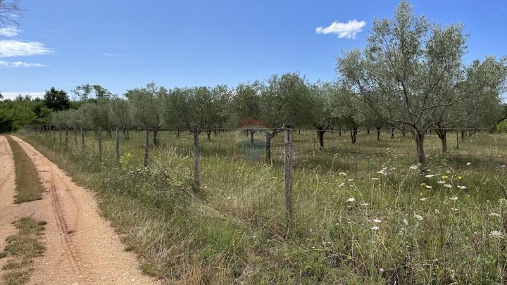 Parcela Naprodaj - Istarska Kaštelir - foto 5/5