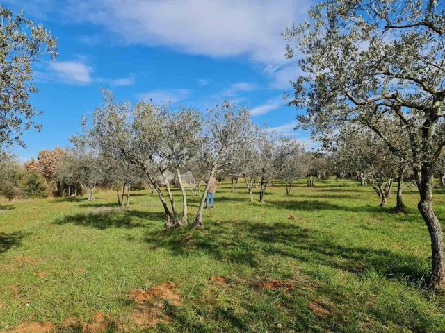 Parcela Naprodaj - Istarska Fažana - foto 2/9