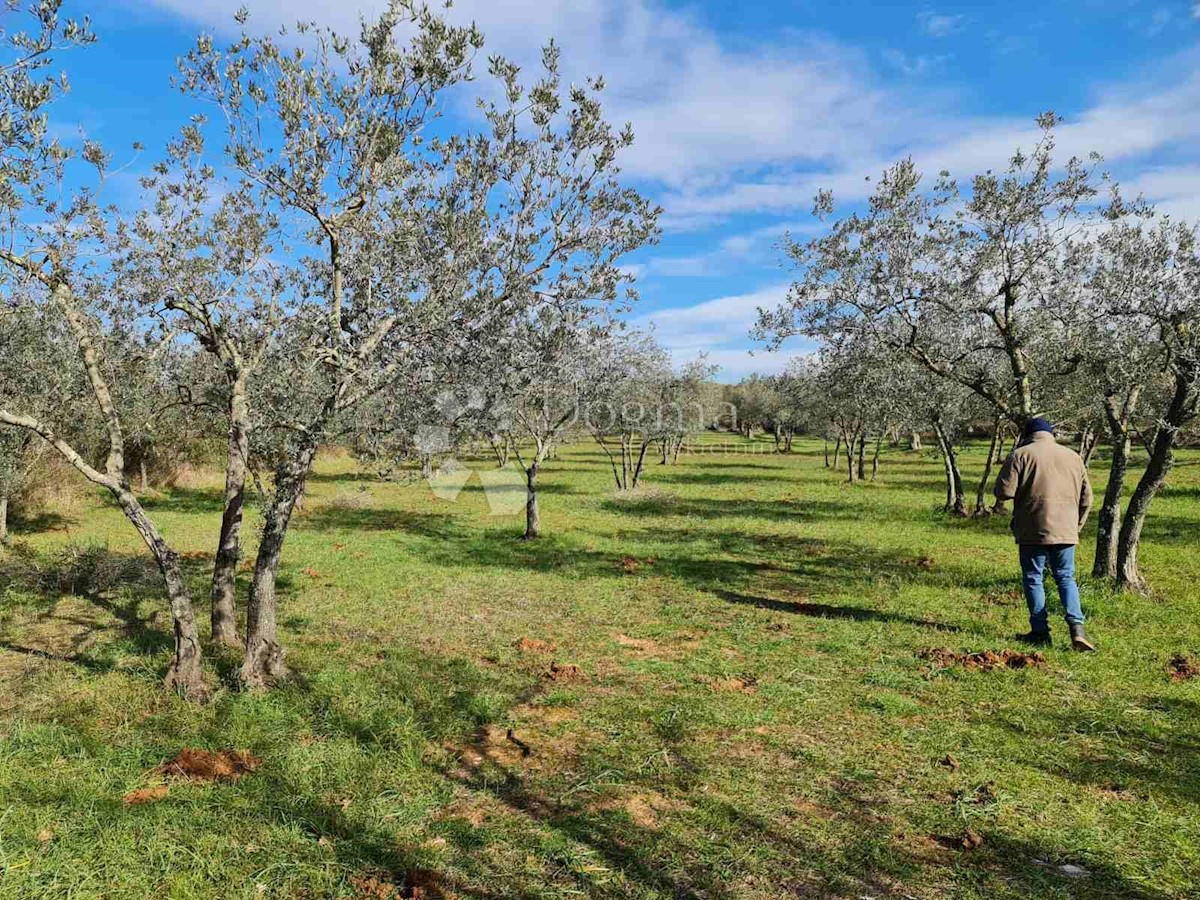 Pozemok Na predaj - ISTARSKA FAŽANA