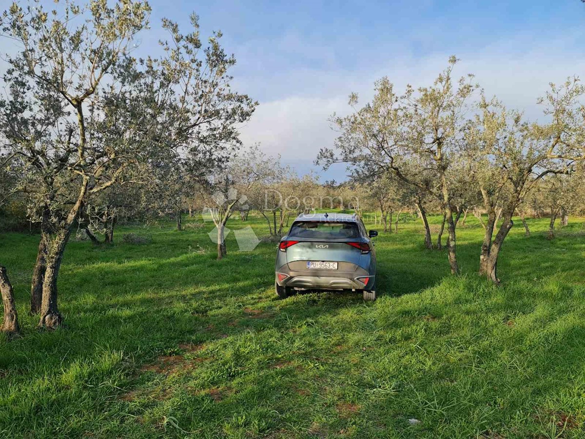 Pozemok Na predaj - ISTARSKA FAŽANA