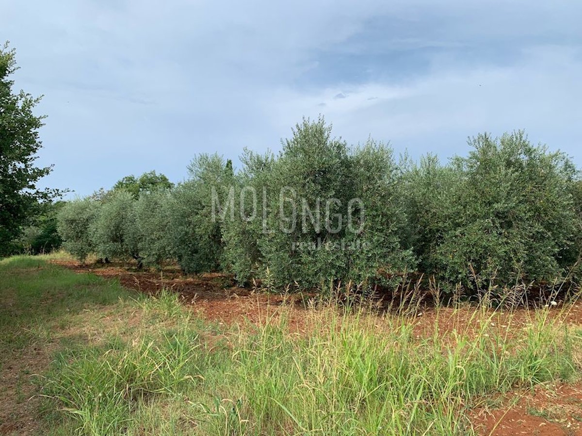 Terreno In vendita - Istarska Poreč - foto 2/7