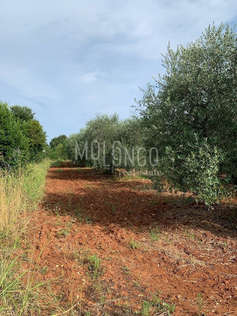 Terreno In vendita - Istarska Poreč - foto 5/7