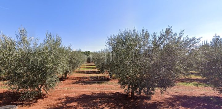 Grundstück zu verkaufen 1000 m² – Novigrad