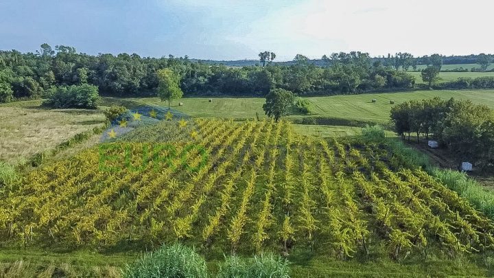 Terreno in vendita 8025 m² – Buje
