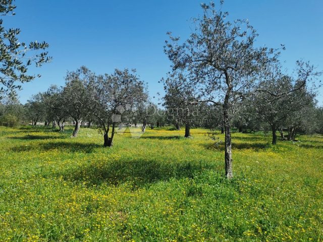 Terrain à vendre 2100 m² – Fažana