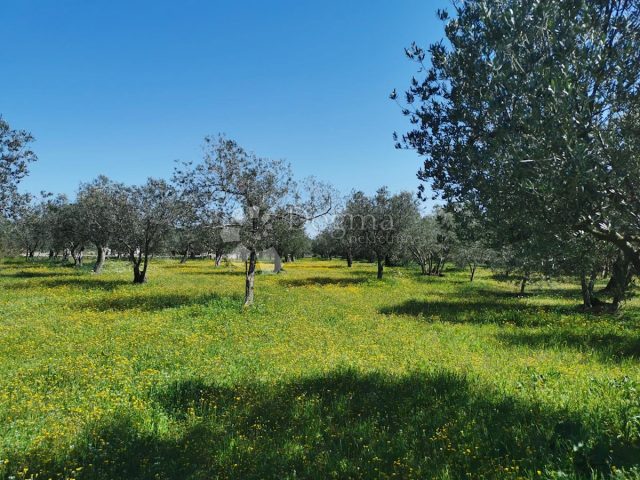 Parcela Naprodaj - Istarska Fažana - foto 2/3