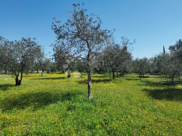 Parcela Naprodaj - Istarska Fažana - foto 3/3