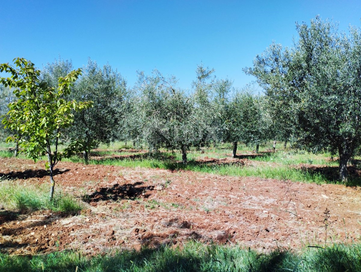 Terreno In vendita - ISTARSKA VIŽINADA