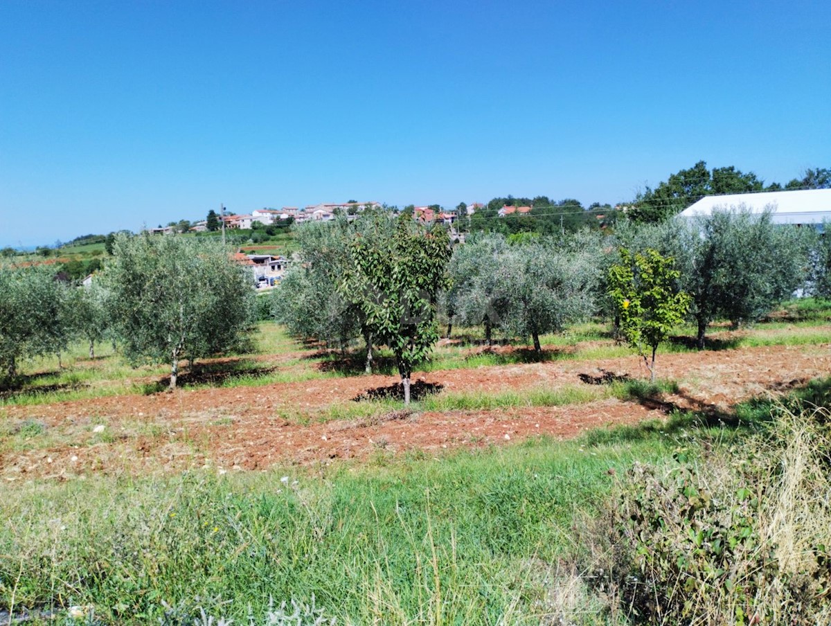 Parcela Naprodaj - ISTARSKA Vižinada