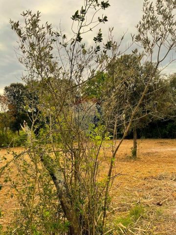 Terrain à vendre 11000 m² – Rovinj
