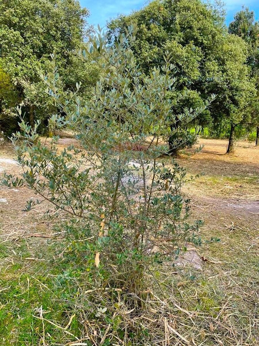 Grundstück Zu verkaufen - Istarska Rovinj - foto 2/4