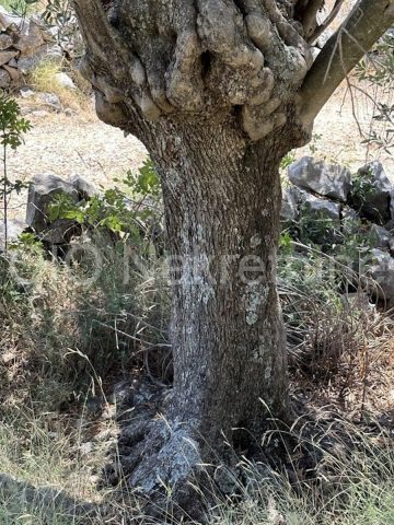 Land For sale - Splitsko-dalmatinska Marina - foto 3/3