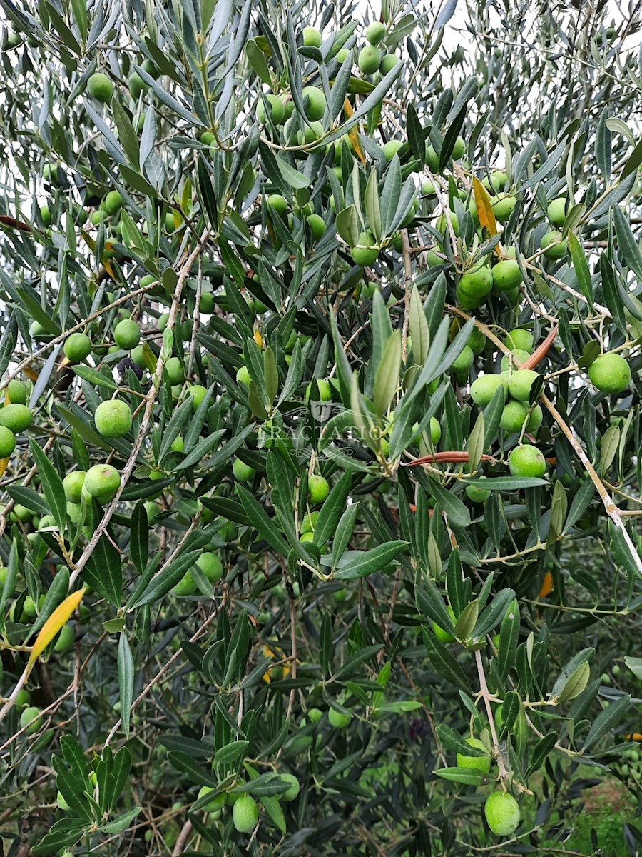 Zemljište Na prodaju - ISTARSKA NOVIGRAD