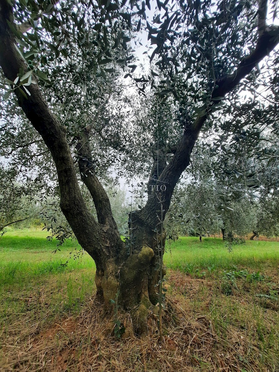 Pozemek Na prodej - ISTARSKA NOVIGRAD