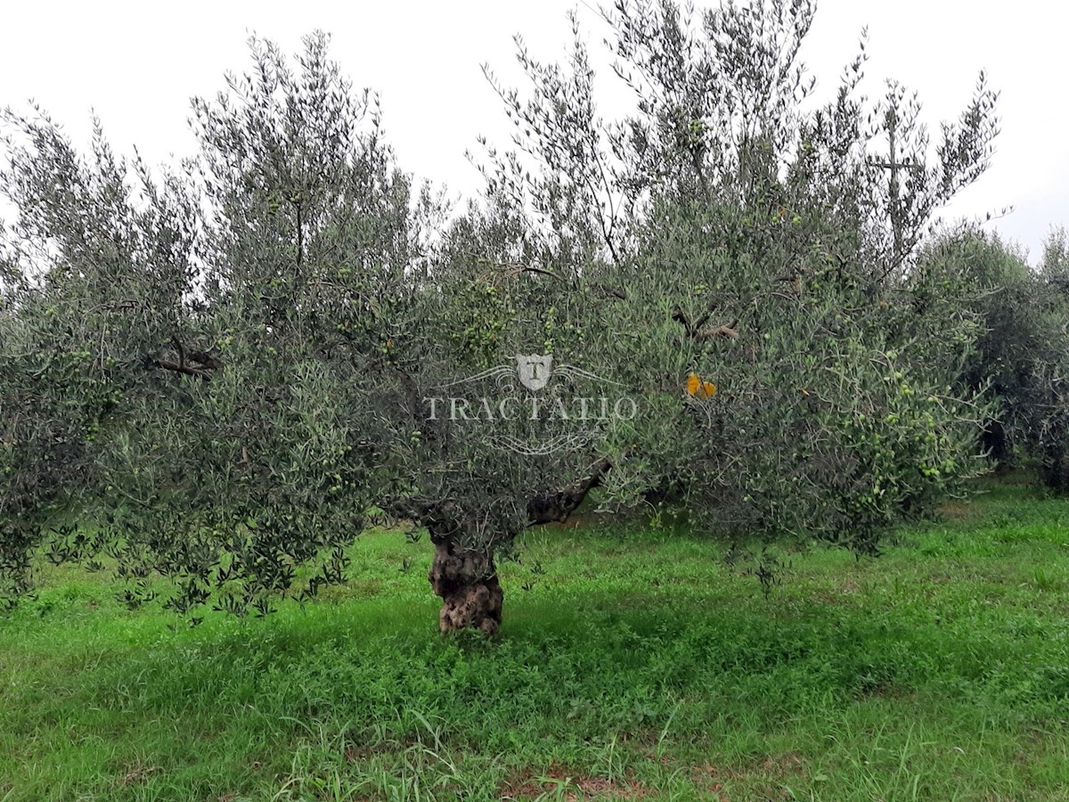 Zemljište Na prodaju - ISTARSKA NOVIGRAD